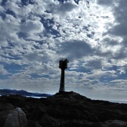 一文字でグレ釣れてます・